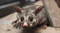 Possum Removal Adelaide image 2